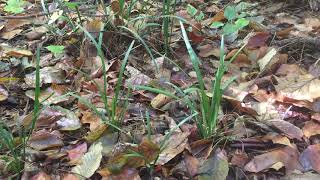 How to remove monkey grass