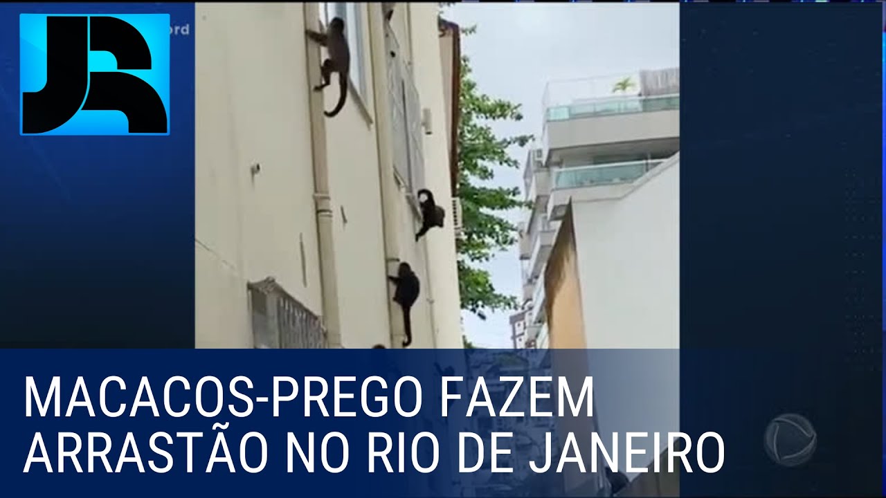 RJ  Macaco-prego invade apartamentos na Gávea para roubar comida