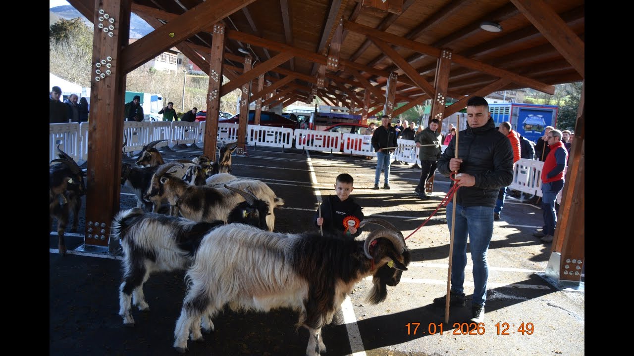 IV Concurso de Cabras. Exposición de Oveja Carrazana y Latxa. Soto de Agues (SOBRESCOBIO). Asturias