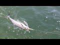 Spanish mackerel