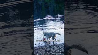 The Toolusing Wolf Is Real