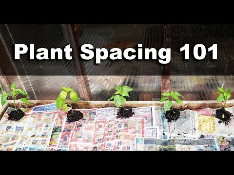 Video: Spacing For Herb Gardens: Aflați cât de departe să plantați ierburi