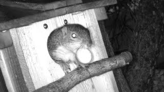Squirrel Steals Egg From Abandoned Owl NestBox