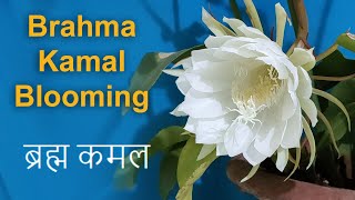 Brahma Kamal Blooming / ब्रह्म कमल / Night Queen flower / brahma kamal phool / krishna kamal Flower