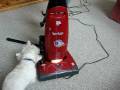 dog vs vacuum