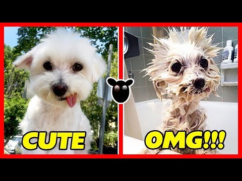 Videó: Nézze meg ezeket a kutyákat: vidám előtti és utáni fürdőidő fotók!