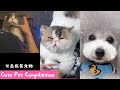 Cute Cats & dogs funny TikTok China pets compilation  / 家有萌猫呆狗