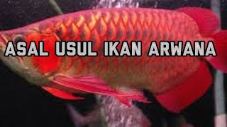 asal usul ikan arwana di Indonesia
