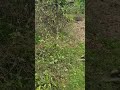 কামলা মানুষ 🥰#villagelife #krishi #villagelifestyle #villagevlog