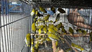 UPDATE HARGA TERBARU BURUNG BRANJANGAN DAN PLECI DAKUN NTB