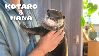カワウソコタローとハナ 父ちゃんに抱っこされっぱなしのコタロー Otter Kotaro&Hana Hugging Daddy