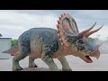 Triceratops Replica