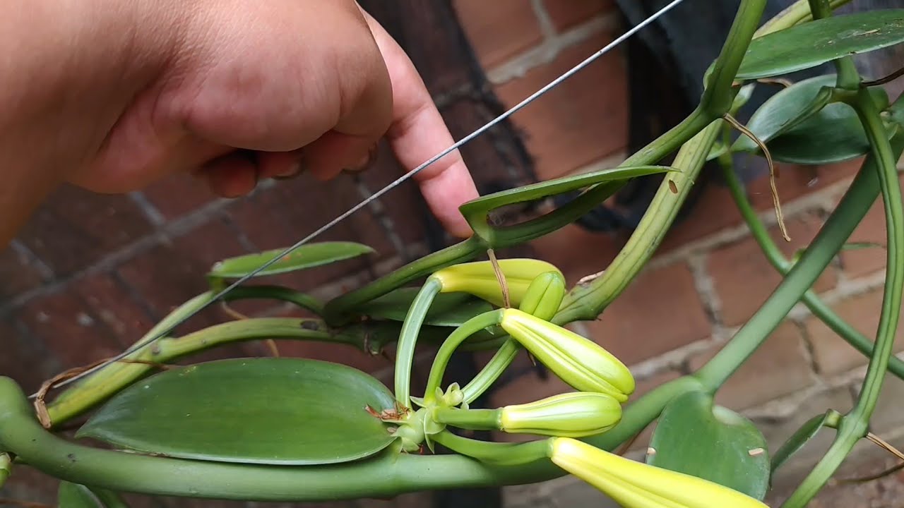FLORAÇÃO BAUNILHA DO CERRADO VANILLA POMPONA VEJA COMO ESTA O DESENVOLVIMENTO DAS FLORES 