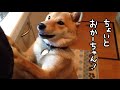 柴犬どんぐり、いちばんチョロい母に要求する。