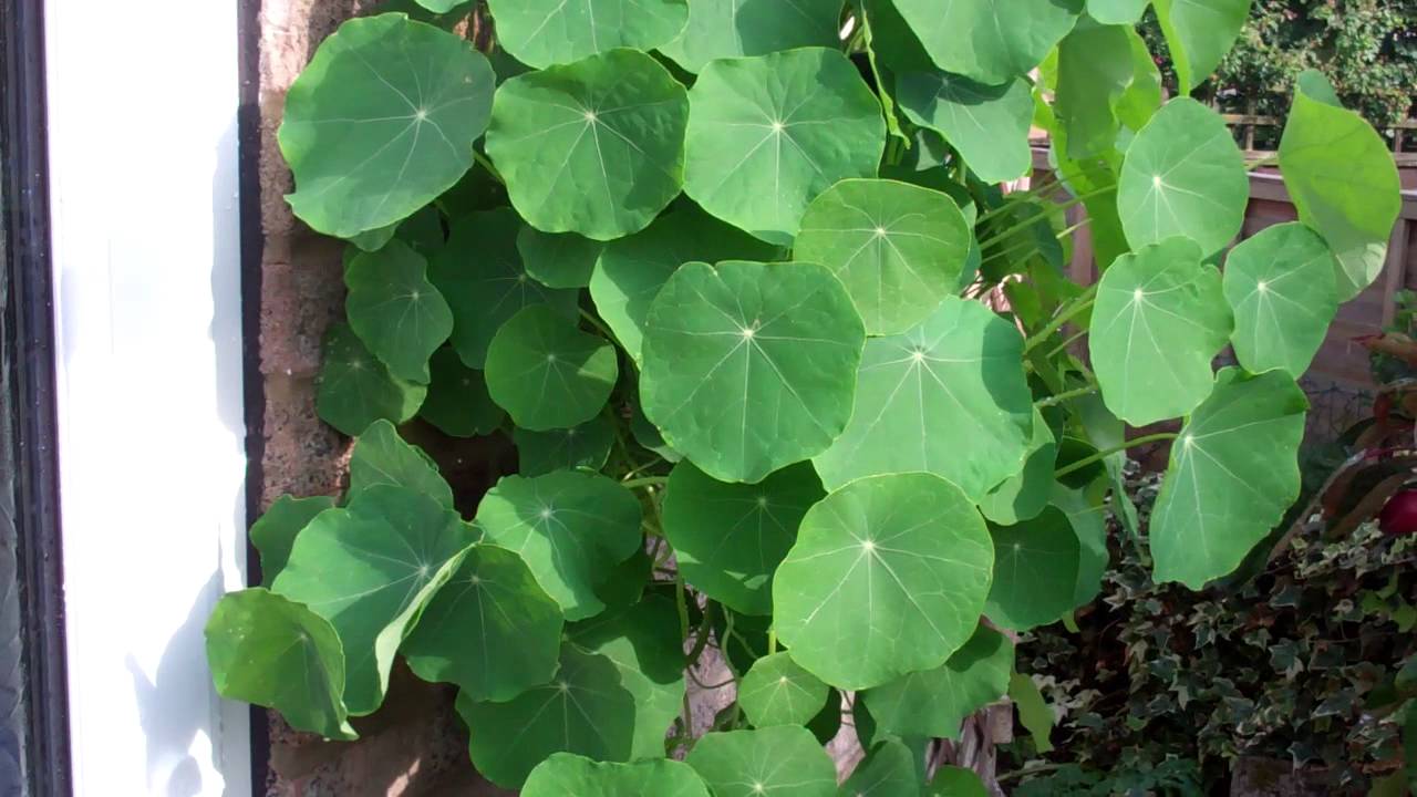 Nasturtium flower plant leaves are waterproof. Shed water. YouTube