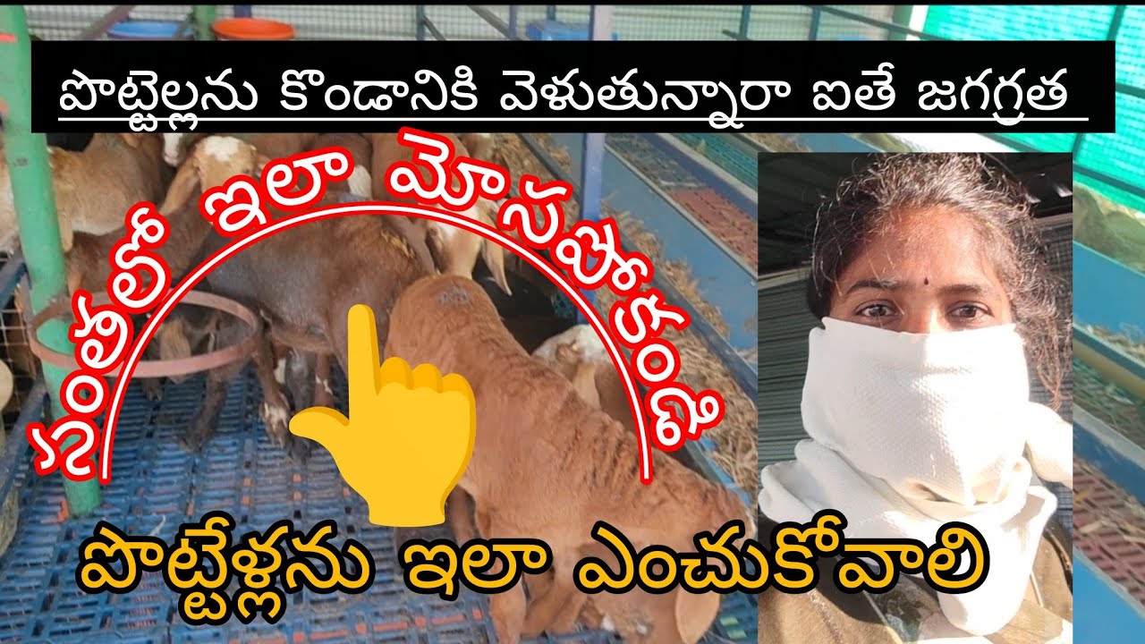 పొట్టెళ్లను కొండానికి వెళ్తున్నారా ఐతే జగ్గ్రత?ఇలా మోసం చేస్తారు||కోనెతప్పుడు ఇది చూడలి తప్పనిసరిగా
