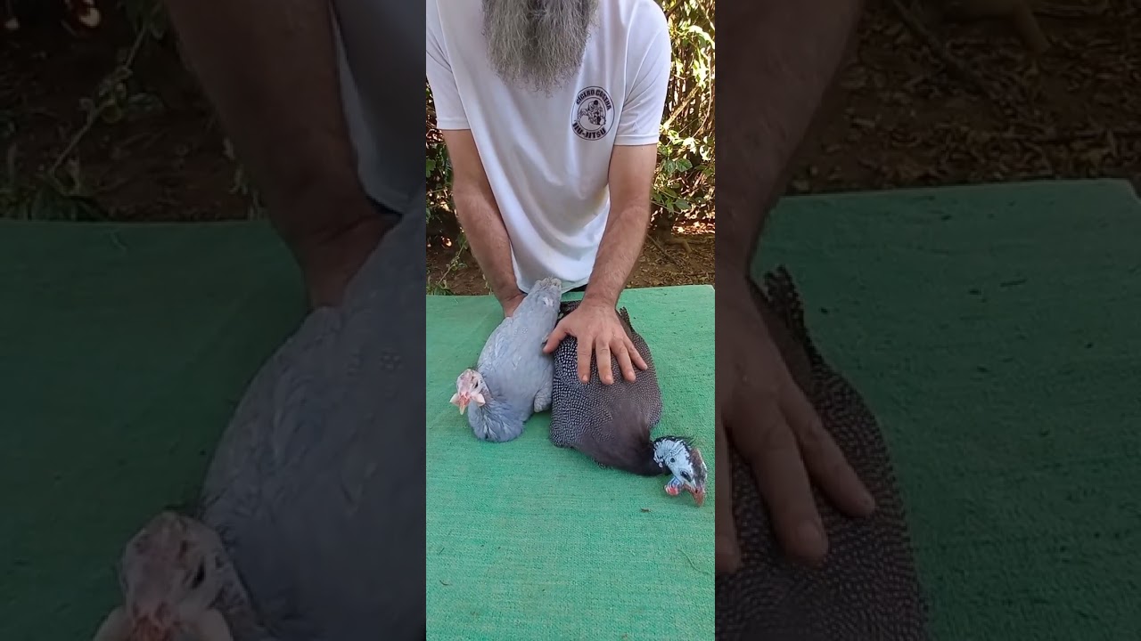 QUAL A MELHOR ESCOLHA ANGOLAS FRANCESAS GIGANTES OU ANGOLAS COLORIDAS DE TAMANHO NORMAL.