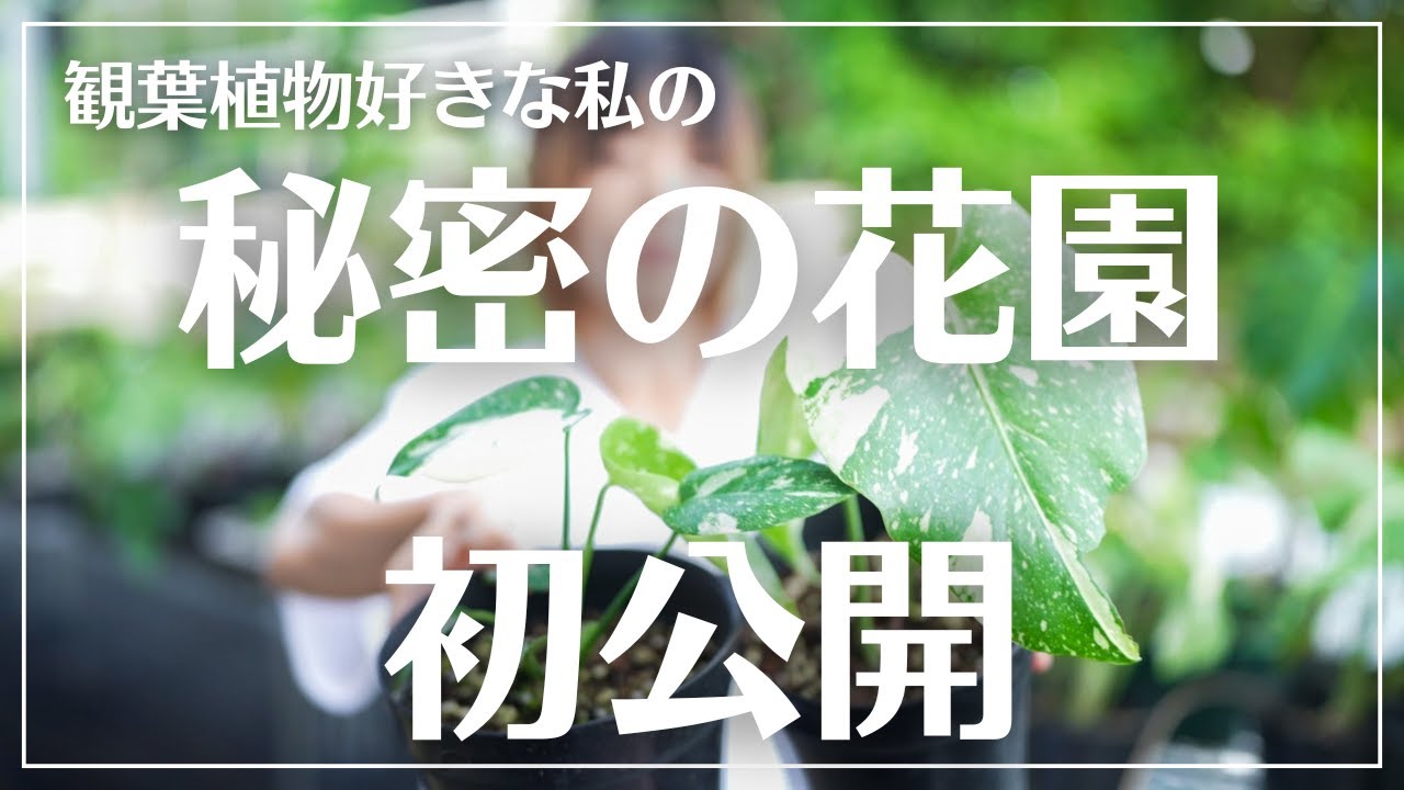 Here's where I grow them] The place where houseplant lovers grow