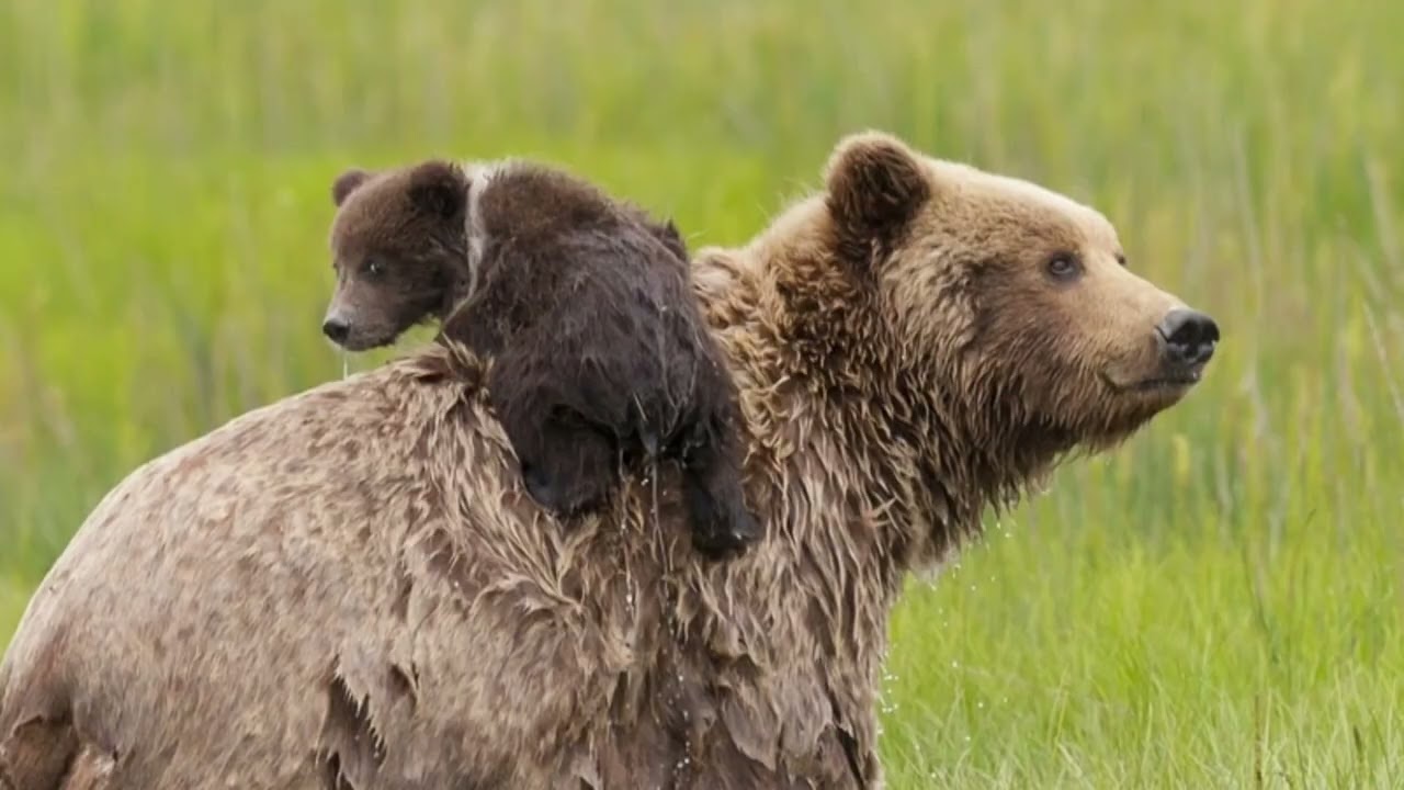 All animals and birds images 