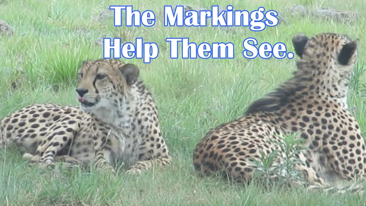 Cheetahs Have Markings That Help Them See YouTube