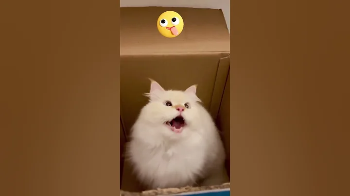 Video 11889781: cat kitten funnycats, cute cat, adorable cats, funny cat