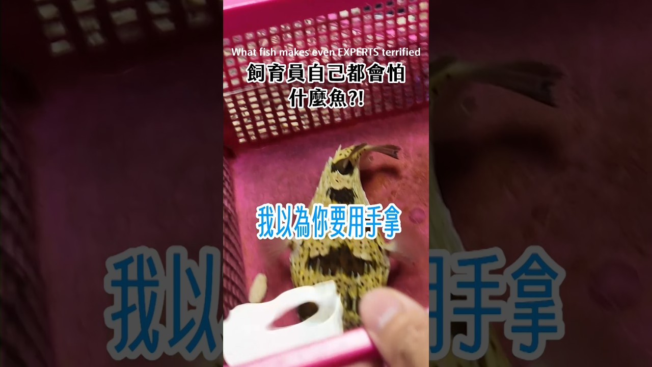 連飼育員都會怕的魚 縮圖