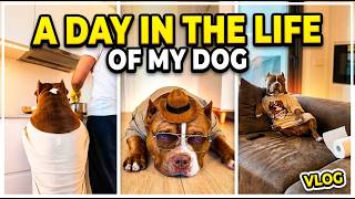 A Day in the Life of my "Dangerous" Dog