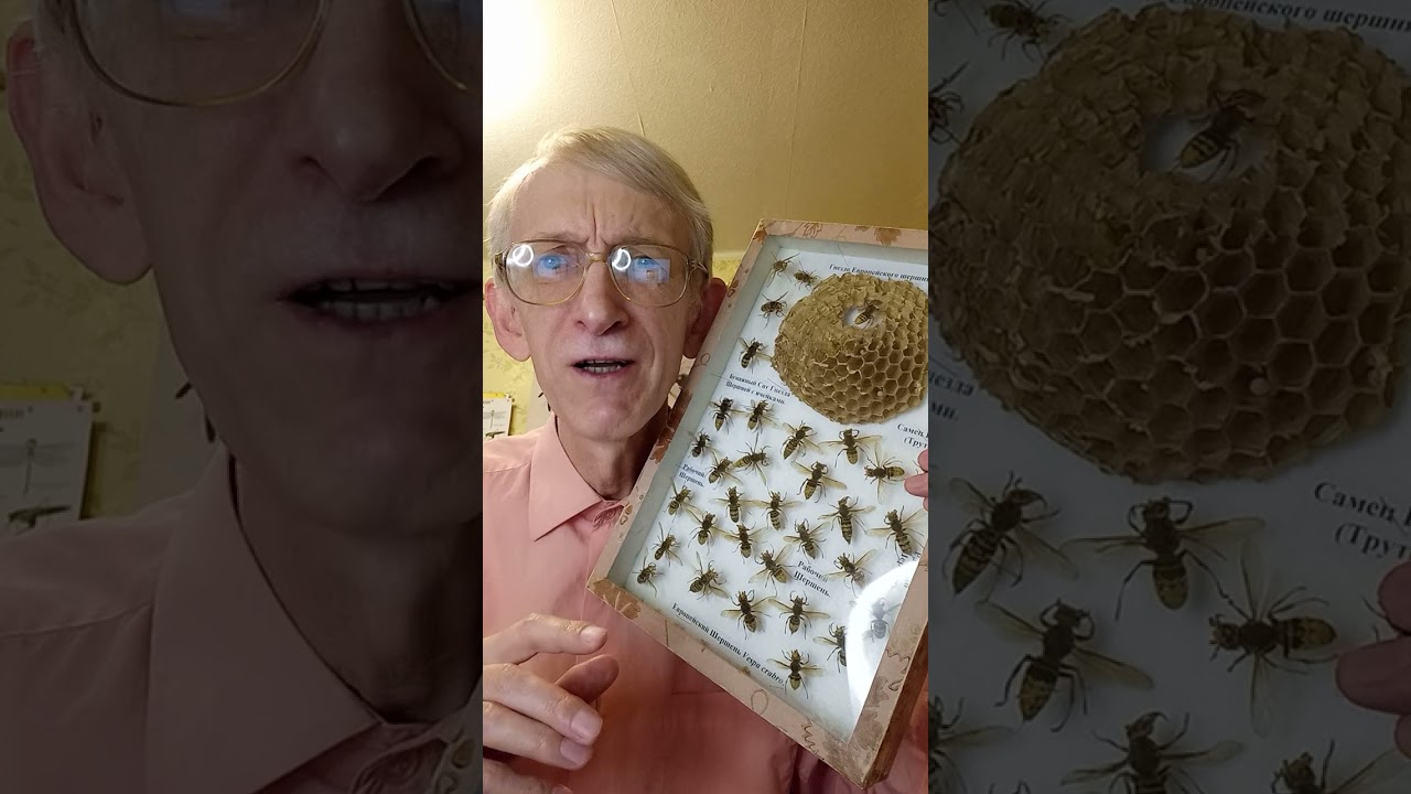 Чому восени з'являється багато ос і шершнів? Vespa crabro, Vespa velutina, Vespa orientalis.