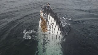 Friendly Humpback Whale Near Tofino BC