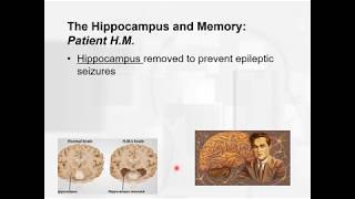 Famous Chapter 12   learning and memory   Using HM to learn about our memory Profile
