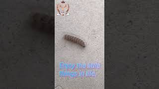 Caterpillar And Daddy Long Legs.