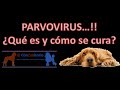 ¿Que es el Parvovirus y como se cura?