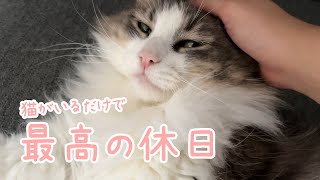 猫がいるだけで最高の休日を過ごせます。ノルウェージャンフォレストキャット