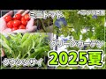 【ベランダ菜園】2025年夏のベランダ菜園まとめ~ミニトマト・グリーンカーテン・クウシンサイ