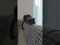 Gacek,  #cat #greycat