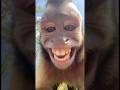 POV: When your pet gets more likes than you 🤳🐒 #animals #monkey #pets #influencer #ai