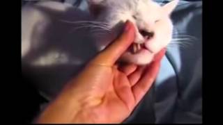 Кот спит глубоким сном Кот спит глубоким сном