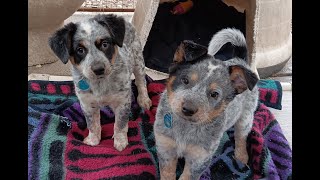 ADOPTED! Dillian and Jessie adorable Australian Cattle dog puppies