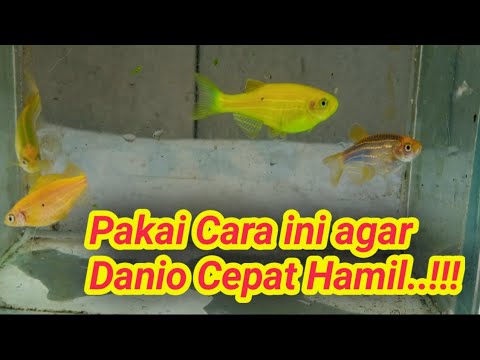 Video: Bagaimana Mengetahui Jika Anda Memiliki Canary Pria atau Wanita