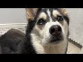 Maya Husky is going live!