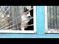 Кошки: Муха наблюдает за жизнью под ее окном