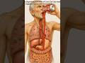 The Digestion Journey of Coca Cola Inside Your Body | 3D Digestive System #usa #shorts #menshealth #