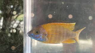 Aulonocara Euro Ruby Red Pea Breeder Male Young