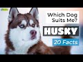 Is a Husky the Right Dog Breed for Me? 20 Facts About Huskies!