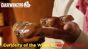 Curiosity of the Week 61 – What is this? (Segment from World