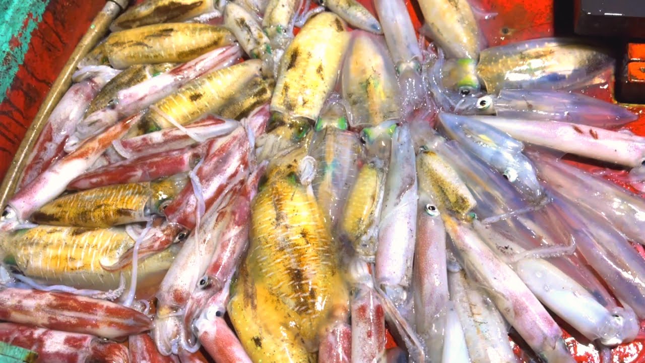 Câu lôi mực | ngày đầu tiên của chuyến biển mới | may nắm trúng nhiều mực | hoàng Phú quốc