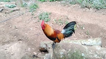 qaib dib zoo nkauj heev li.muag nawb . Bán gà mồi tơ ai ưng thì liên hệ zalo 0828459547