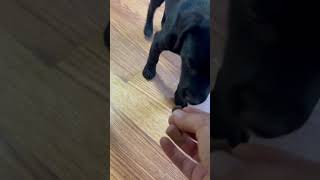 Patterdale Terrier Puppy. What Shall I Name Her?