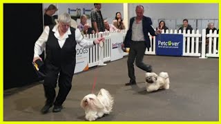 2022 Melbourne Royal Show  Lhasa Apso