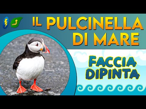 Video: Chi sono i predatori di una pulcinella di mare?